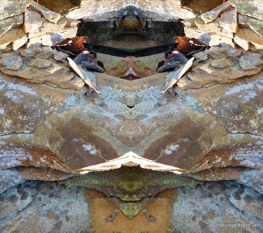 Nature Gallery